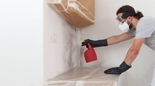 Professional Basement Mold Remediation technician working in Massey, MD